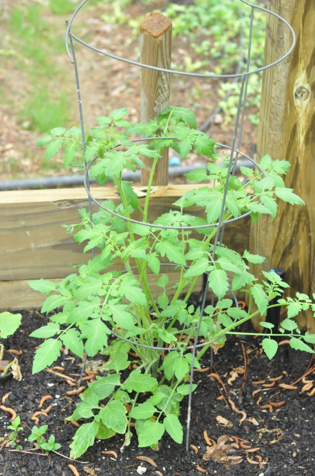 Cherry tomato plant