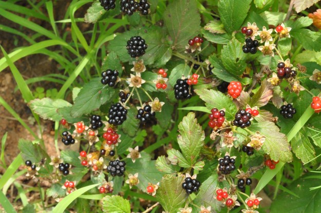 Blackberries