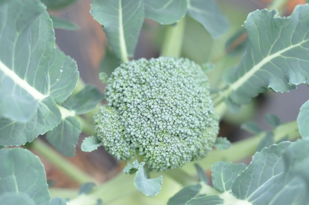 Broccoli