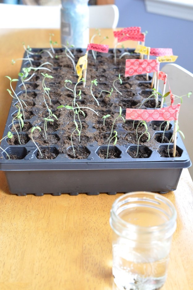 Seedlings