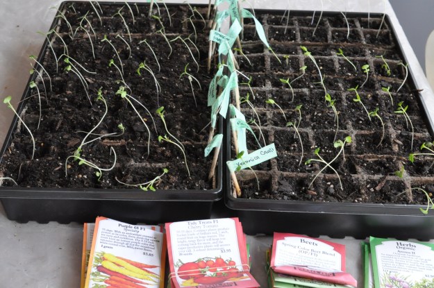 Seedlings